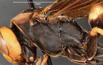 Media type: image;   Entomology 33135 Aspect: thorax lateral